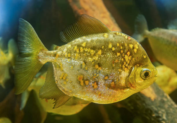 istock Close-up view of a Redhook myleus (Myloplus rubripinnis) 1972481286
