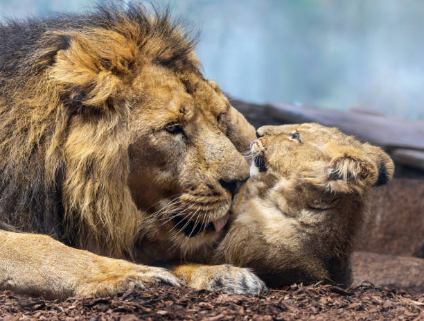 vista ravvicinata del leone asiatico (panthera leo persica) - padre che gioca con il suo cucciolo ii - protection domestic cat animal head cub foto e immagini stock