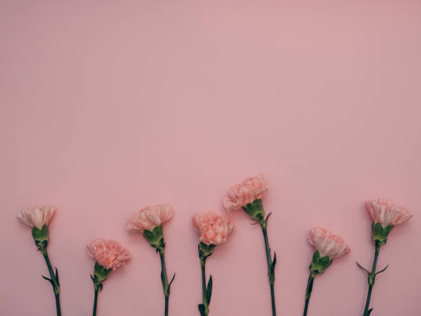istock Pink carnations on a pink background copy space 1972481885