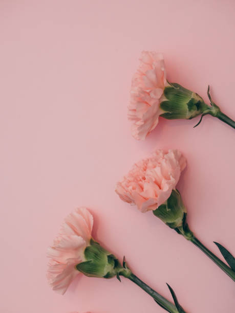 istock Pink carnations on a pink background copy space 1972482390