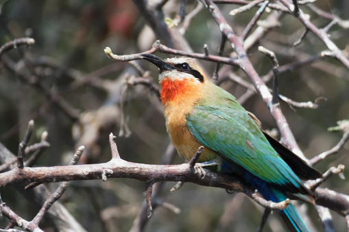 Photo of a white-fronted bee-eater on a twig in the Okavango Delta in Botswana.
