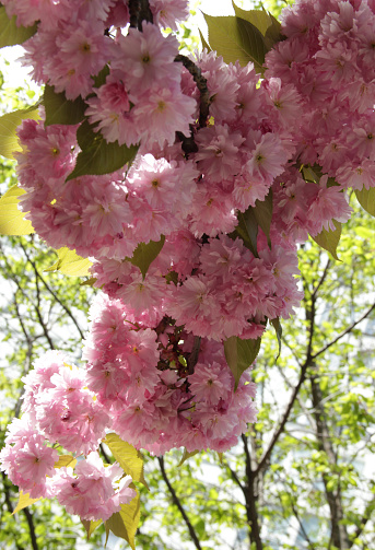 Vertical photo of the branch of light pink cherry tree (sakura) in full bloom illuminated by sunlight close-up in the park against a blurred green background