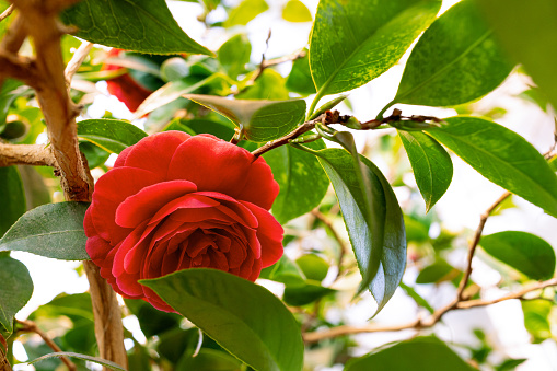 Blooming rose bushes