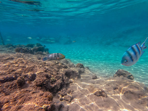 istock Big Broomtail wrasse (Cheilinus lunulatus) at coral reef. 1972526398