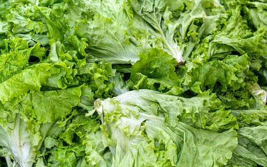 Pile of fresh lettuces in market