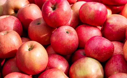 Female hands holding fresh apples, one crumpled and began to deteriorate, the other smooth and ripe, on the background of the shelves in the supermarket.