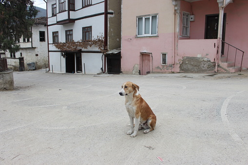 Old town and the dog