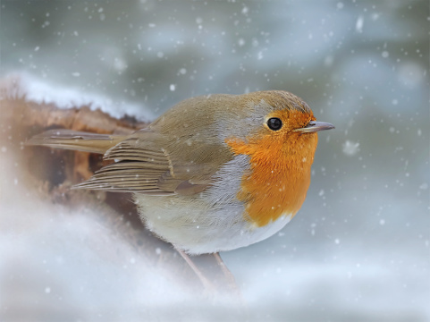 funny Christmas birds with little red hats during a snowfall