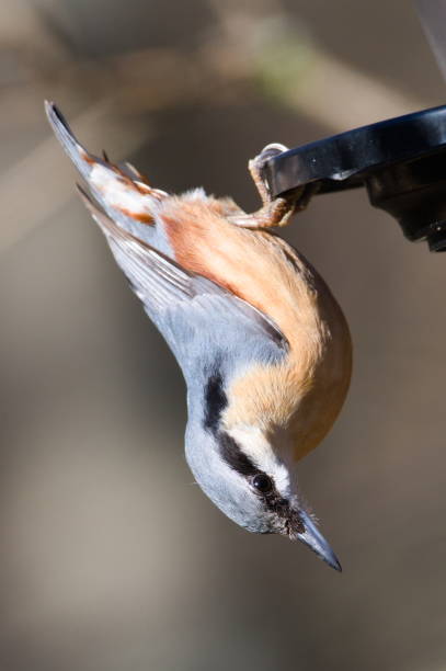 istock Sitta europaea aka Eurasian nuthatch in his typical position upside down on the bird feeder. 1972553158