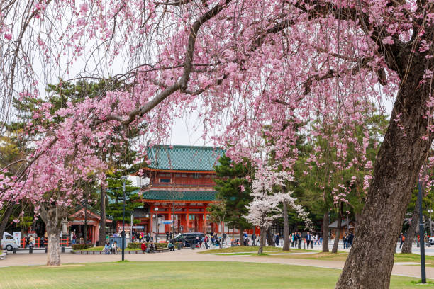 Kyoto, Japan - March 27 2023 : Main gate of Heian-jingu Shrine and cherry blossom.
