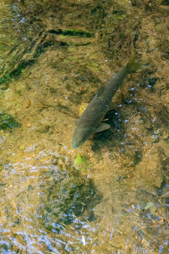 Barbo fish swimming and looking for food brought by the current of the clear water river, overhead view.