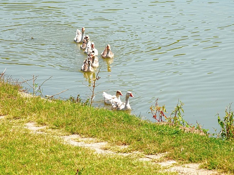 White and colorful swans on the Danube River. They swim along the green, grassy bank of the river