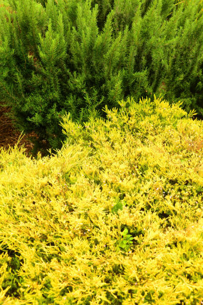 istock Outdoor Floral Arrangement 1972584983