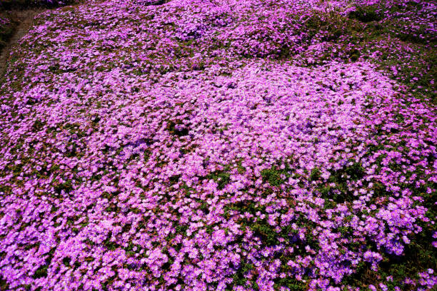 istock Outdoor Floral Arrangement 1972586109