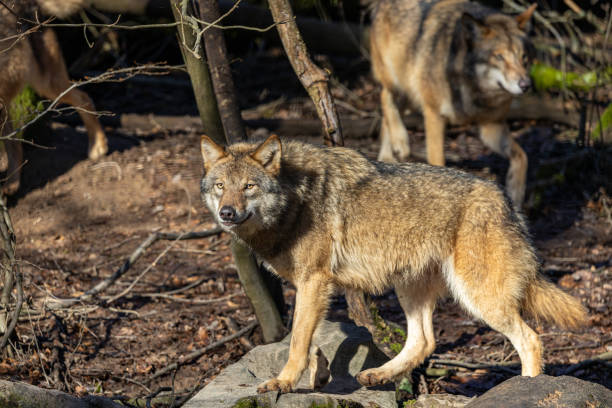istock Gray wolf in forest. The wolf, Canis lupus, also known as the gray wolf or grey wolf, is a large canine native to Eurasia and North America 1972586636