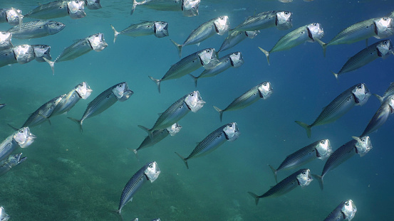 Large school of Striped Mackerel or Indian Nackerel (Rastrelliger kanagurta) swim up in blue Ocean with open mouths filtering for plankton on sunny day, Red sea, Safaga, Egypt
