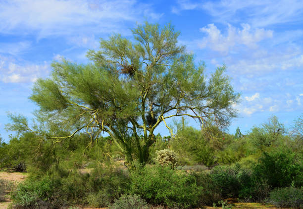 One Palm Tree