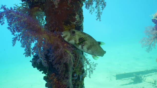 istock Close-up of Broadbarred Toadfish or White-spotted puffer (Arothron hispidus) swims next toberth support covered with Soft Coral Dendronephthya, Red sea, Safaga, Egypt 1972588823