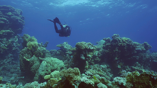 Scuba diver swims in the blue deep on coral garden, Red sea, Safaga, Egypt