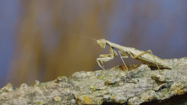 istock The female praying mantis sits on tree branch masquerading against its background and turns its head looking around. Crimean praying mantis (Ameles heldreichi) 1972589417
