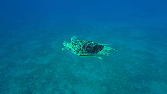Top view of Great Green Sea Turtle (Chelonia mydas) floating over sand seabed covered with green algae, Red sea, Egypt