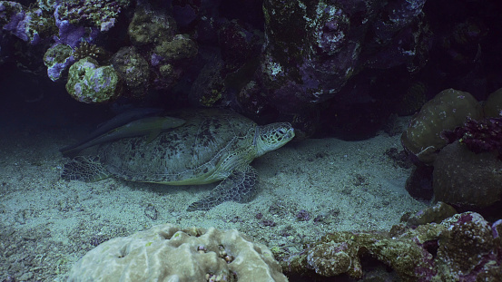 Close up of Great Green Sea Turtle (Chelonia mydas) with Remorafish on its shell sleeps under a coral reef, Red sea, Egypt