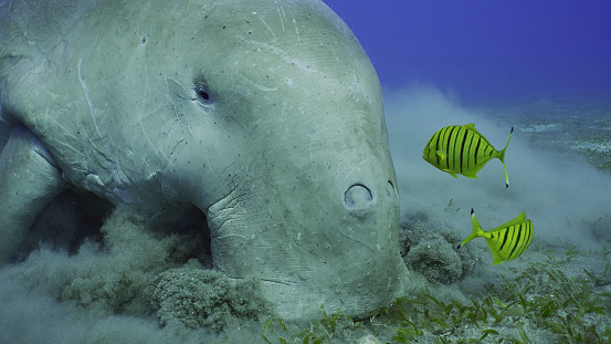 Close up of Sea Cow eating algae on seagrass meadow. Dugong (Dugong dugon) accompanied by school of Golden trevally fish (Gnathanodon speciosus) feeding Smooth ribbon seagrass, Red sea, Egypt