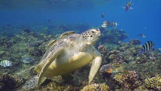 Great Green Sea Turtlle (Chelonia mydas) on top of coral reef around floats school of tropical fish on sunny day, Red sea, Egypt