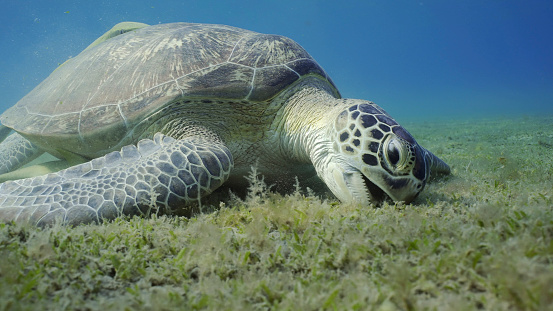 Sea turtle grazing on the seaseabed, slow motion. Great Green Sea Turtle (Chelonia mydas) with open mouth eating green algae on seagrass meadow