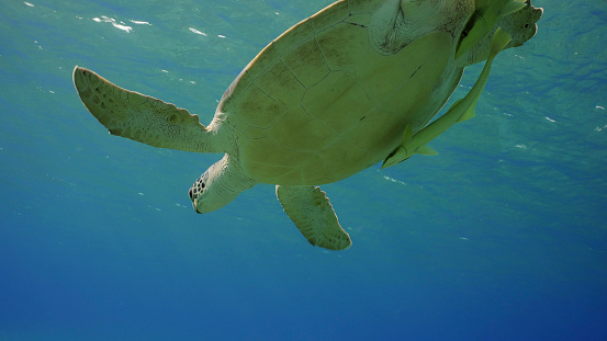 Great Green Sea Turtle (Chelonia mydas) is resting on surface of water and looks at down, Red sea, Egypt