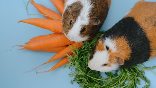 guinea-pigs couple and fresh carrots on blue background