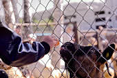 A child's hand feeds a goat near a wire enclosure at the zoo.