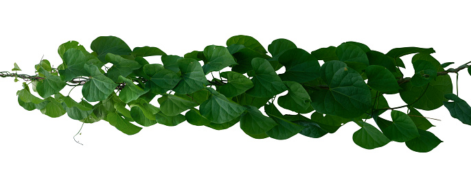 vine plant jungle, climbing isolated on white background. Clipping path