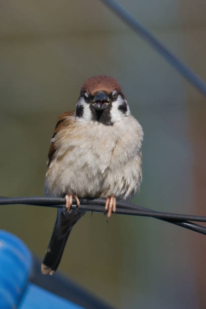 istock Cute plump sparrows perched on electric wires and roofs 1972640152
