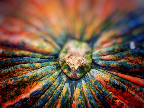 Close-up of beautiful colorful patterned pumpkins