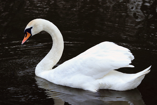 White swan floating on dark blue water. Mute Swan at sunset. Romance. Seasonal postcard. Happy Valentine's day. Close beautiful swan swimming in the Lake