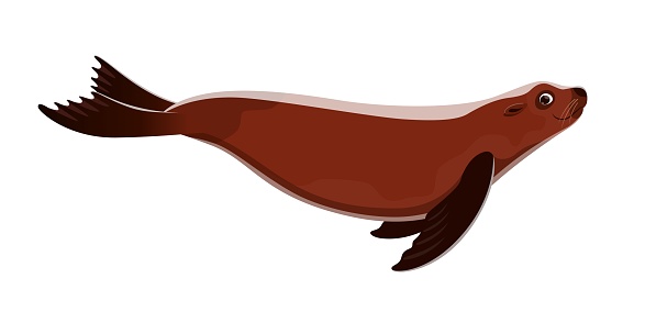 cartoon seal sea animal. Arctic sea fauna or ocean wildlife, zoo or circus animal cute mascot, seal or sealion isolated vector funny character. North and antarctic nature, marine life personage