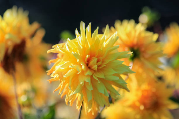 Dahlia is a member of the Compositae (also called Asteraceae) family of dicotyledonous plants, blooming in the autumn