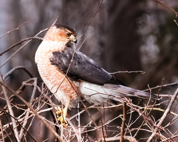 istock A Cooper's Hawk (Accipiter cooperii) perched on brambles, hunting for prey. Long Island, New York 1972651385