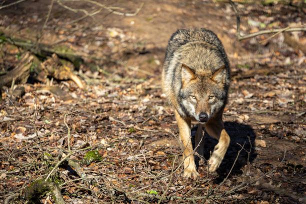 istock Gray wolf in forest. The wolf, Canis lupus, also known as the gray wolf or grey wolf, is a large canine native to Eurasia and North America 1972653092
