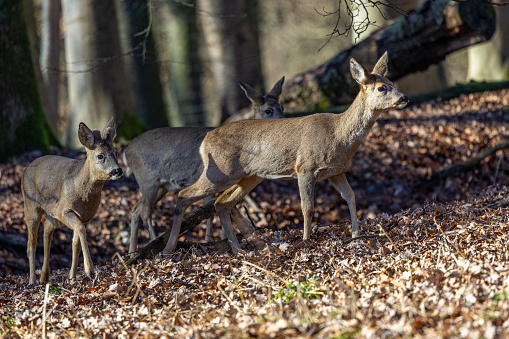 Herd of roe deer - capreolus capreolus - walking through the autumn forest