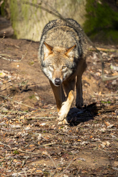 istock Gray wolf in forest. The wolf, Canis lupus, also known as the gray wolf or grey wolf, is a large canine native to Eurasia and North America 1972654162