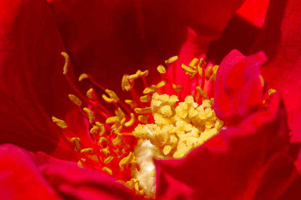 A red rose in close up with yellow pistils