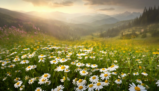 Beautiful summer spring mountain scenery with a clearing of daisies in the foreground. Natural morning landscape.