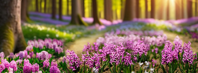 Beautiful natural spring landscape with a colorful field of hyacinth flowers against the backdrop of forest and sun.