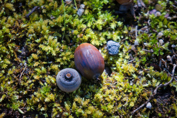 A cute acorn that fell on the mossy ground