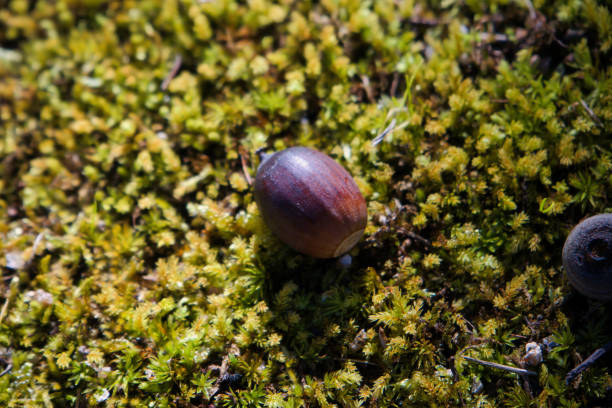 A cute acorn that fell on the mossy ground