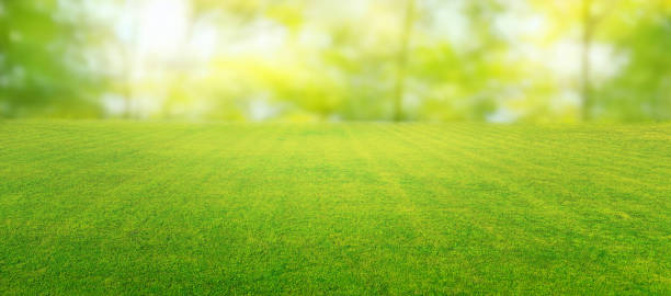 istock An original background image of a mowed lawn for creative work. 1972658605