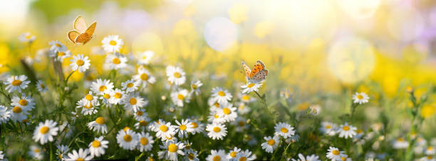 istock Widescreen spring landscape with flowers and butterflies close-up. 1972660199