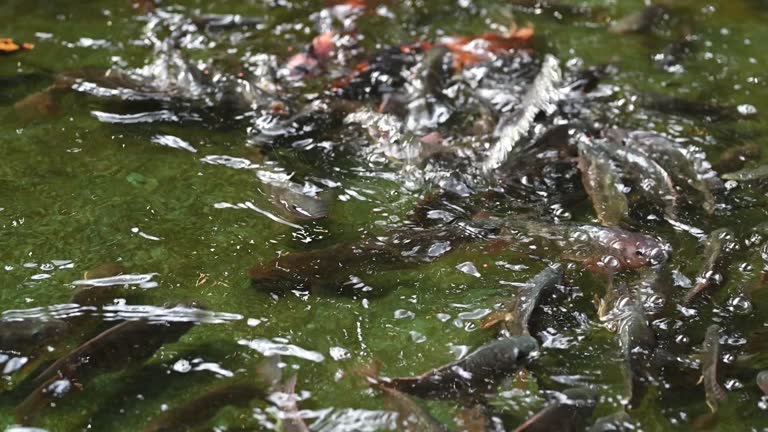 Koi and tilapia carp in the pond